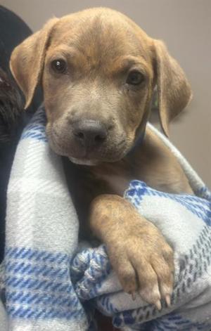 NUGGET, Mastiff, puppy, available for adoption