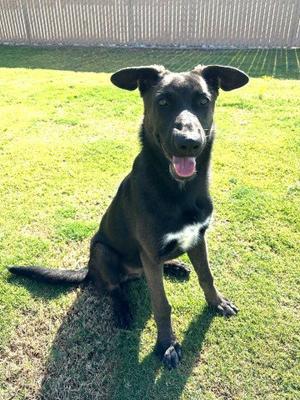 JAMES, Belgian Shepherd Malinois, young, available for adoption