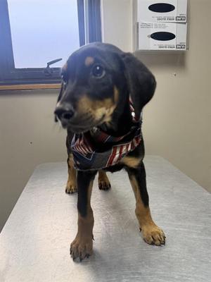 JACK, Doberman Pinscher, puppy, available for adoption