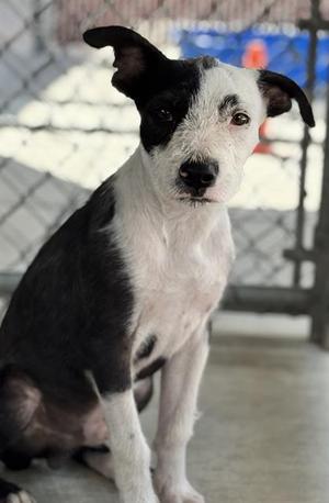 OLLIE, Pit Bull Terrier, young, available for adoption
