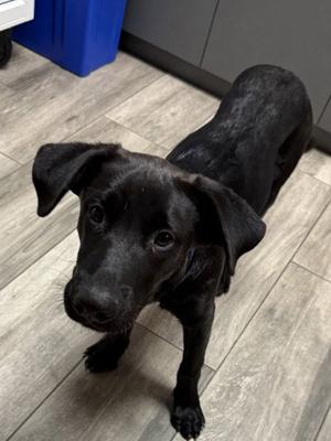 COSMO, Labrador Retriever, young, available for adoption