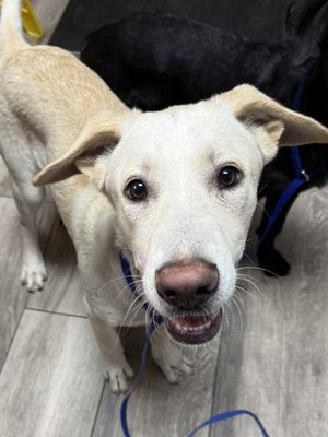 CASPER, Labrador Retriever, young, available for adoption