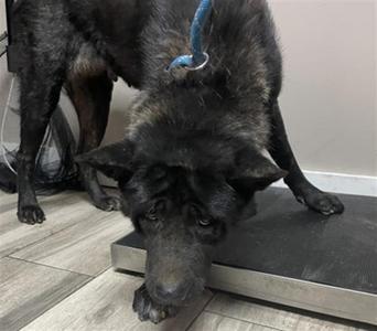 KATANA, Akita, adult, available for adoption