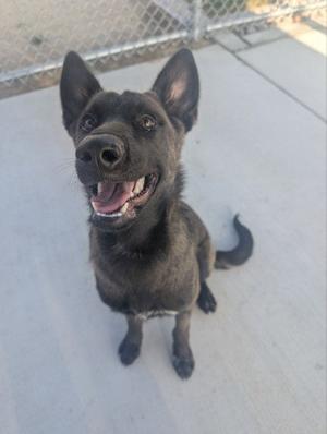 A black dog with pointed ears and a wagging tail is sitting on a concrete surface, looking up with its mouth open and tongue out.