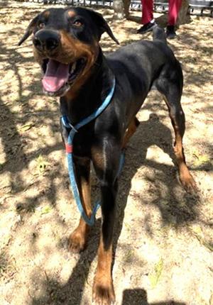 PHANTOM, Doberman Pinscher, adult, available for adoption