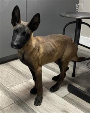 MAYONNAISE, Belgian Shepherd Malinois, puppy, available for adoption