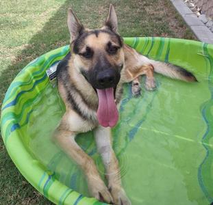 A German Shepherd dog sitting in a green kiddie pool with its tongue out, enjoying a sunny day outdoors.