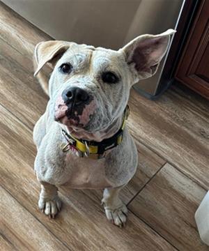 LEONA- IN FOSTER, Pit Bull Terrier, young, available for adoption