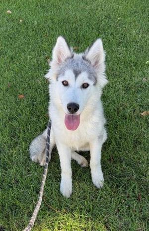 OSPREY, Husky, young, available for adoption