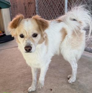 A small white and tan dog with floppy ears and a fluffy tail standing on a concrete surface.
