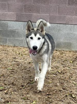 A husky dog with a gray and white coat is walking on a dirt path. The dog has pointed ears, a black nose, and its tongue is slightly out. The background consists of a brick wall.