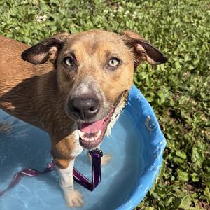 Leilani, Shepherd, Australian, adult, available for adoption