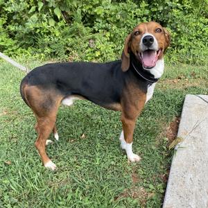 Bronco, Hound, senior, available for adoption