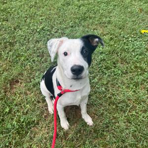 Leo, Shepherd, Australian, adult, available for adoption