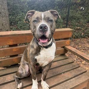 A brindle and white pit bull terrier sitting on a wooden bench in a park.