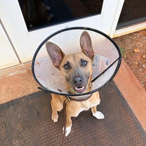 Apollo, Shepherd, Australian, adult, available for adoption