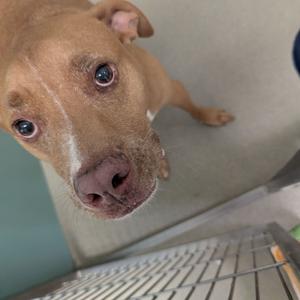 Harley, Terrier, Pit Bull, adult, available for adoption