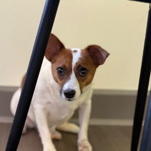 Birdie, Mixed Breed (Medium), adult, available for adoption
