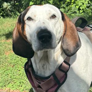 Macy, Hound, adult, available for adoption