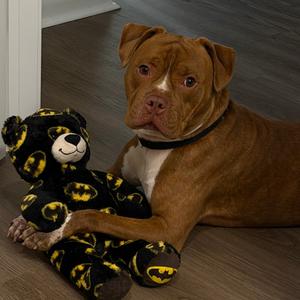 Buster, Terrier, American Pit Bull, adult, available for adoption