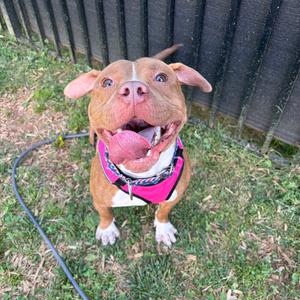 Buster, Terrier, American Pit Bull, adult, available for adoption