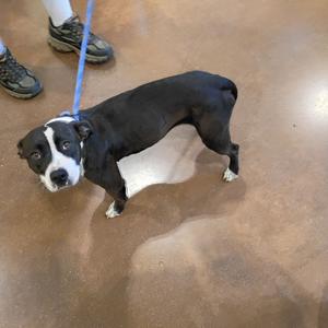 A black and white dog on a blue leash standing on a brown floor.