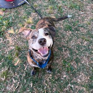 A brindle pit bull mix dog with white markings on its face looks up at the camera with its mouth open and tongue out.