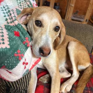 Captain America, Hound, senior, available for adoption