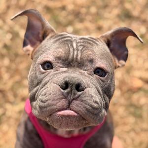 Mack, Bulldog, adult, available for adoption
