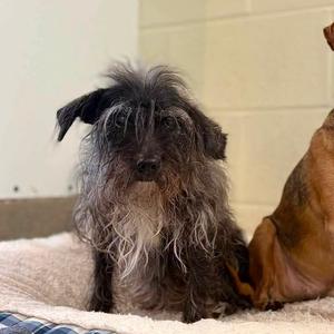 Beowulf, Terrier, senior, available for adoption
