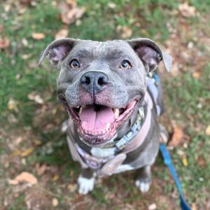 A gray pit bull terrier dog with a happy expression, looking up at the camera. The dog is wearing a collar and leash, and is standing on grass with fallen leaves around it.