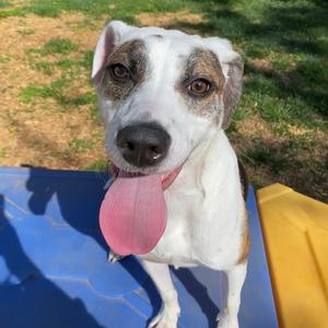 Cutie, Hound, adult, available for adoption