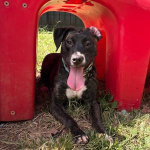 Gamora, Terrier, Pit Bull, adult, available for adoption