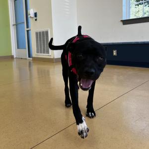 Dainty, Terrier, Pit Bull, adult, available for adoption