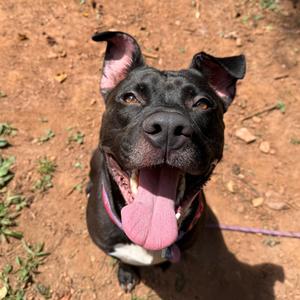 Handsome Britches, Terrier, American Staffordshire, adult, available for adoption