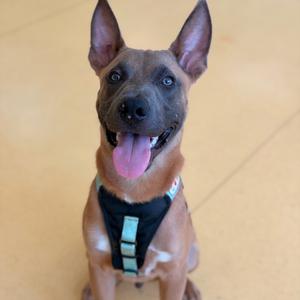 A brown dog with pointed ears and a black harness, sitting on a light-colored floor with its tongue out.