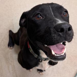 Maylen, Terrier, American Staffordshire, adult, available for adoption