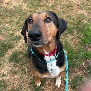 Ace, Hound, adult, available for adoption