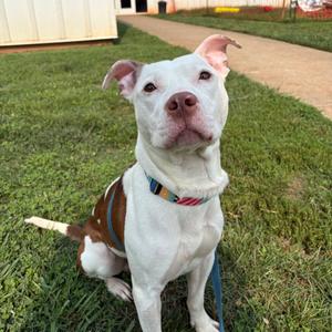 Gucci, Terrier, Pit Bull, adult, available for adoption