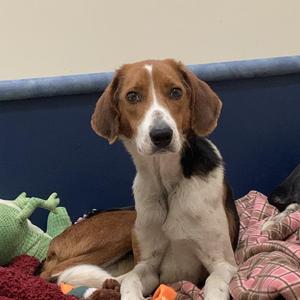 Bernard, Coonhound, senior, available for adoption