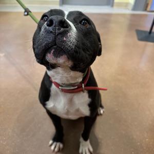 Dexter, Terrier, American Staffordshire, adult, available for adoption