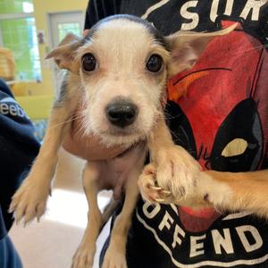 Buttercup, Terrier, available for adoption