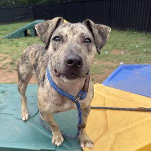 Jean Grey, Terrier, Pit Bull, adult, available for adoption