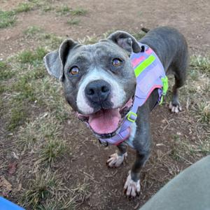 A gray dog with a white muzzle and pink tongue, wearing a colorful harness, standing on grass.