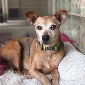Aster, Chihuahua, senior, available for adoption