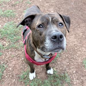 Humphrey, Terrier, American Staffordshire, senior, available for adoption