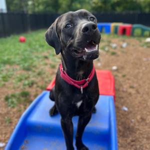 Midnight, Retriever, Black Labrador, adult, available for adoption