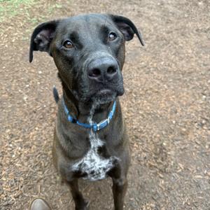 Hugo, Retriever, Labrador, adult, available for adoption