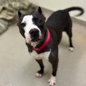 Amber, Terrier, American Staffordshire, adult, available for adoption