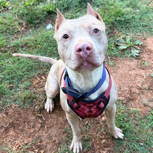 Caspian, Terrier, Pit Bull, adult, available for adoption